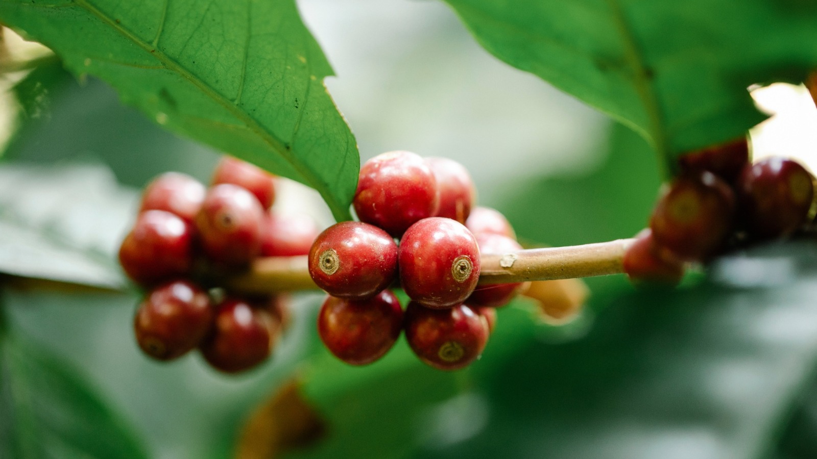 Lote en Subasta – Luis Adolfo Alaniz Herrera