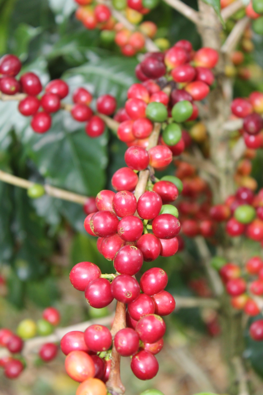 Lote en Subasta –  Urania Lisseth Hernández