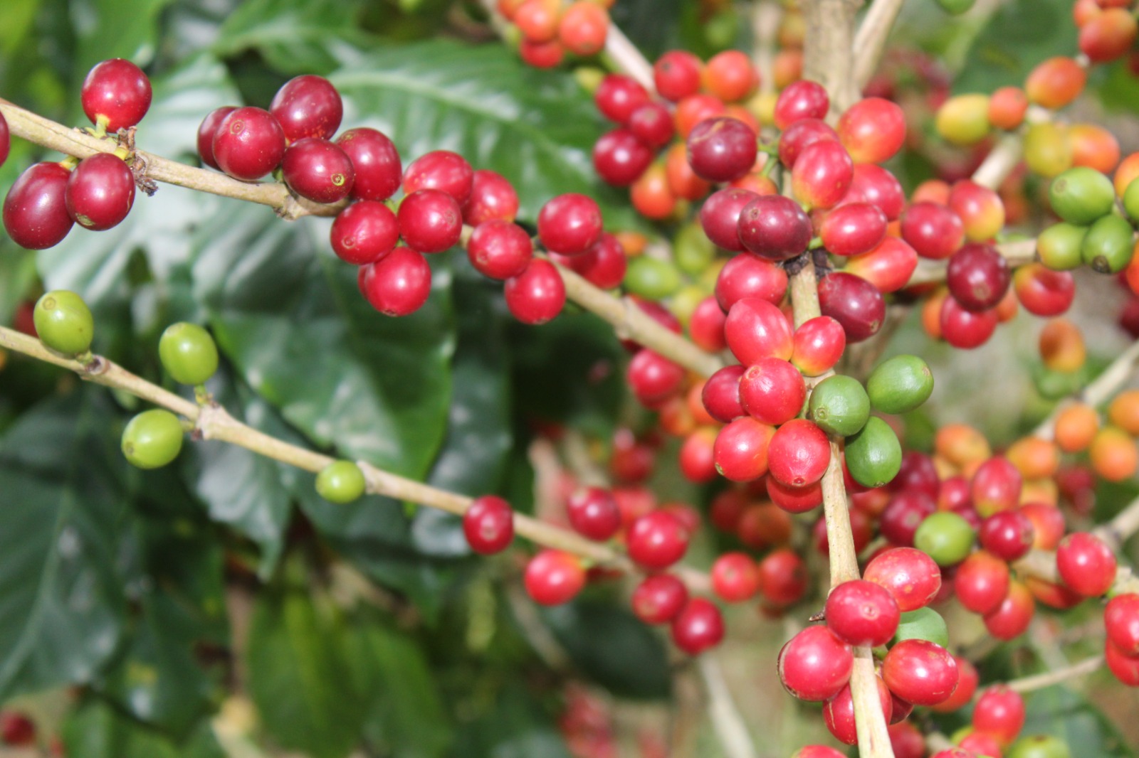 Lote en Subasta – Heriberto Úbeda Blandón