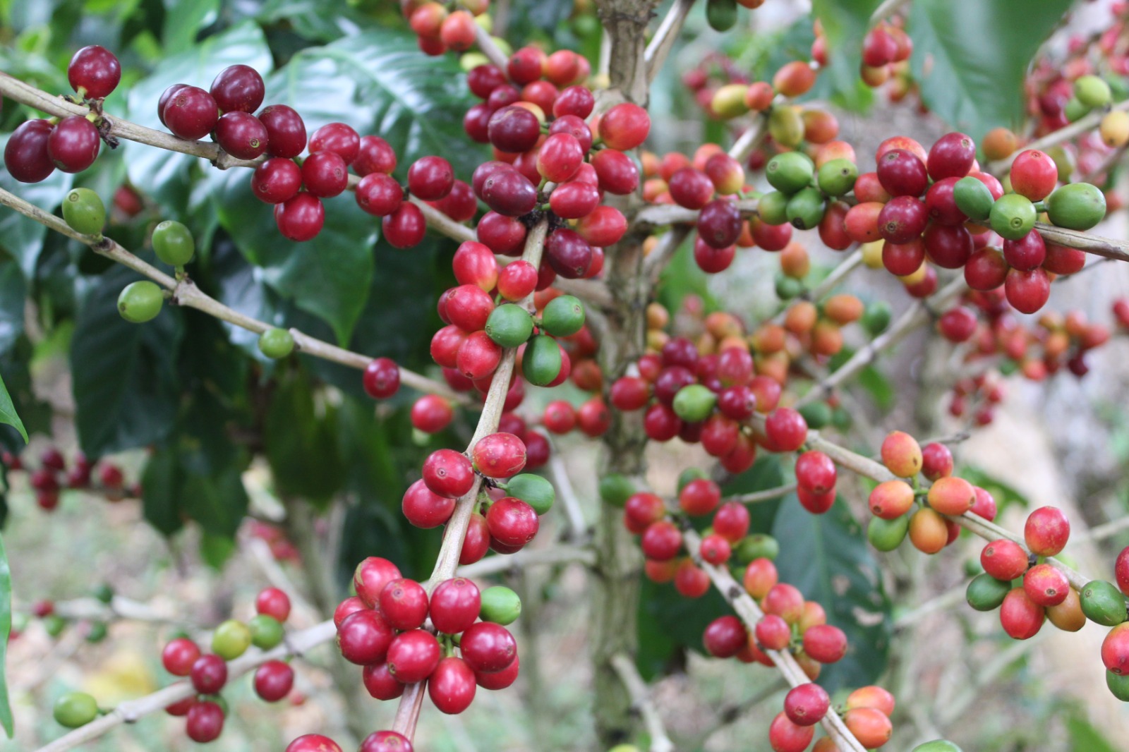 Lote en Subasta – Jaime Antonio Dormuz Gutiérrez