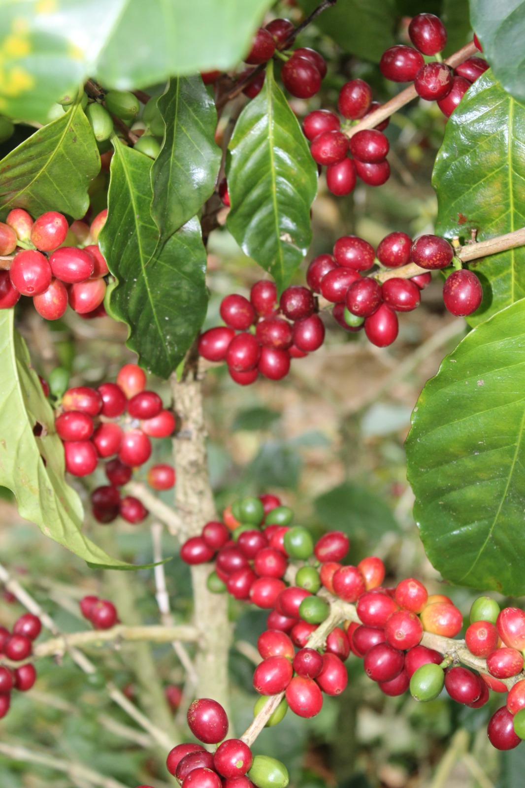 Lote en Subasta – René Antonio Medina