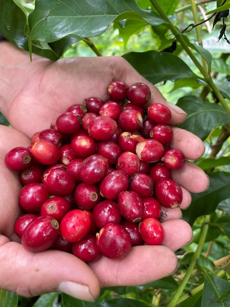 Lote en Subasta –  Bayardo Antonio González González