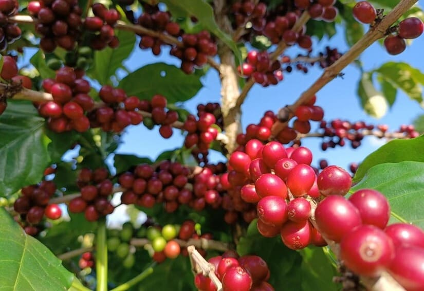 Lote en Subasta –  Everth Elagio Castro Talavera