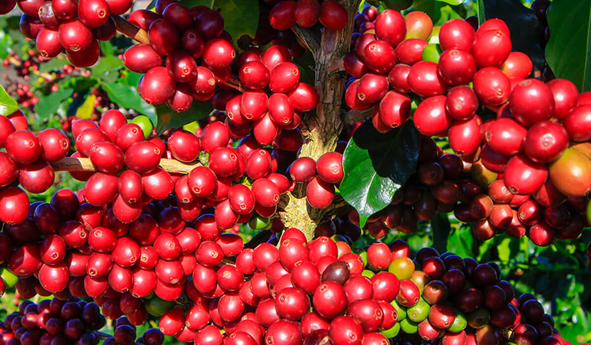 Lote en Subasta – José Ramón Rivera Martínez