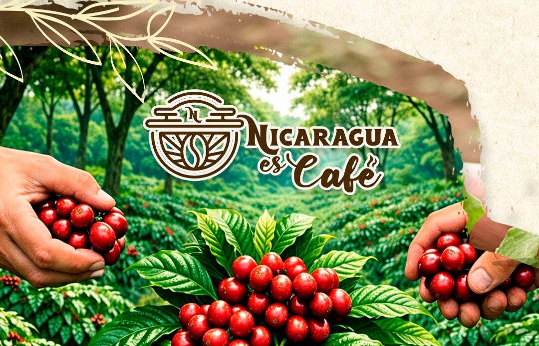 Día Nacional del Cooperativismo: Legado Solidario del Gral. Augusto C. Sandino en el Desarrollo Cafetalero