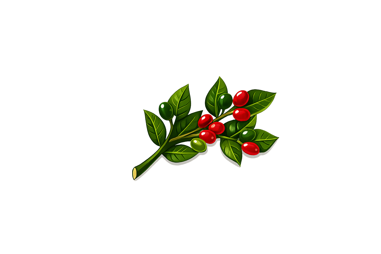 Área cultivada de café